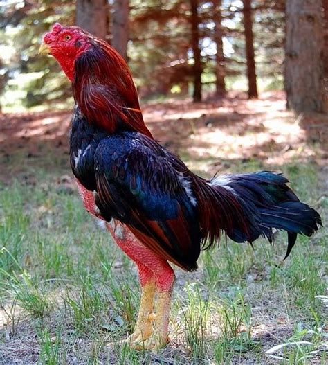 gallos de pelea asil|tipos de gallos asil.